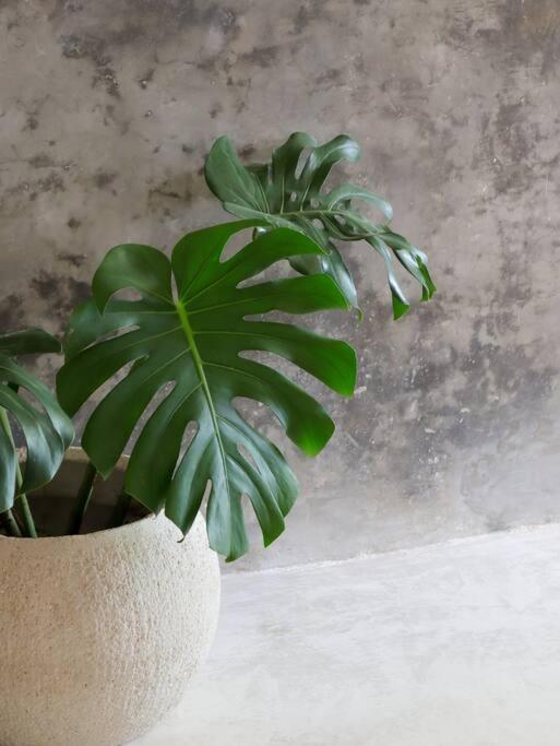 Cozy Tropical For 1-4 Pp In